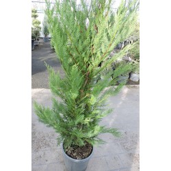 CUPRESSOCYPARIS leylandii...