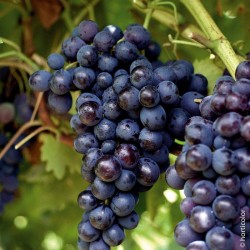 VIGNE 'Muscat de Hambourg'...