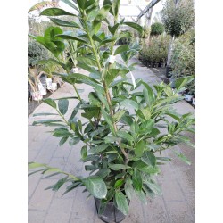 PRUNUS laurocerasus...