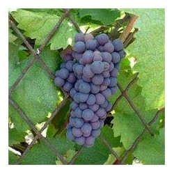 VIGNE 'Isabella Nera' TUT...