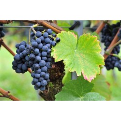 VIGNE 'Nero' TUT 175/200 C5L