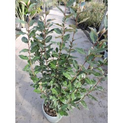 ELAEAGNUS submacrophylla...