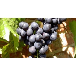 VIGNE 'Esther' TUT 175/200 C5L