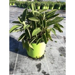 SAUGE officinale P14