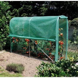 Habillage tomato greenhouse...