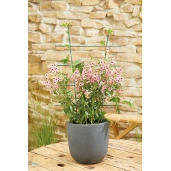 Tuteur ECHELLE METAL 80X45...