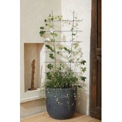 Tuteur ECHELLE METAL 150X65...