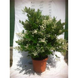 LIGUSTRUM japonicum...