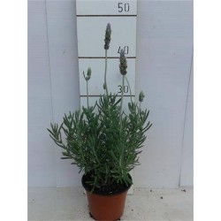 LAVANDULA dentata...