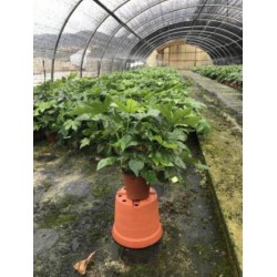 FATSIA japonica P13