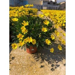 EURYOPS chrysanthemoides C5L
