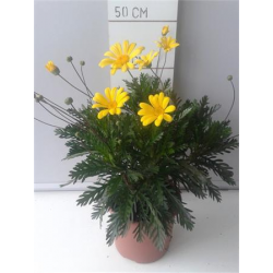 EURYOPS chrysanthemoides C2.5L