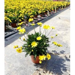 EURYOPS chrysanthemoides P13