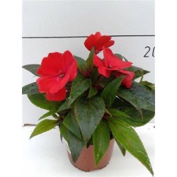 IMPATIENS new-guinee P10.5