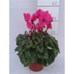 CYCLAMEN P14