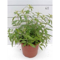 VERVEINE citronnelle PaC C2.5L