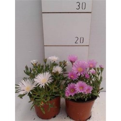 LAMPRANTHUS aurantiacus MPS...