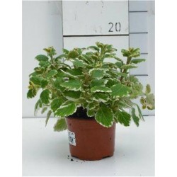 PLECTRANTHUS forsteri...