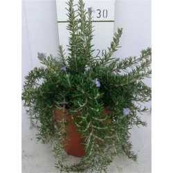 ROSMARINUS officinalis...