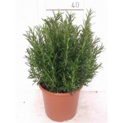 ROSMARINUS officinalis C2.5L