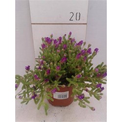 DROSANTHEMUM P10.5