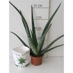 ALOE vera BIO P14