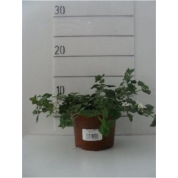 BACOPA P10.5
