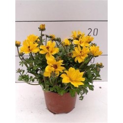 BIDENS ferulifolia P10.5