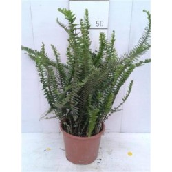 NEPHROLEPIS cordifolia C2.5L