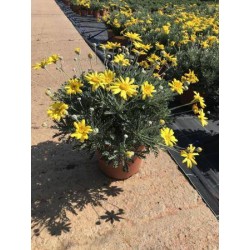 EURYOPS pectinatus MPS C2.5L