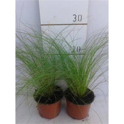 STIPA tenuissima...