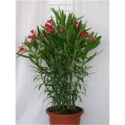 NERIUM oleander 100/110 C10L