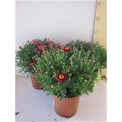 ANTHEMIS couleur C2.5L