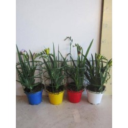 FREESIA MPS P13-TST