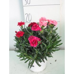 OEILLET des Fleuristes Trio...