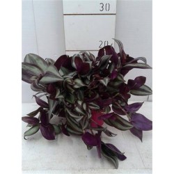 TRADESCANTIA zebrina P13