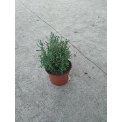 LAVANDULA dentata...
