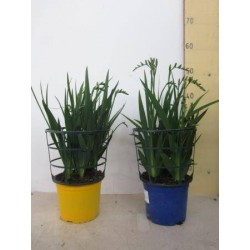 FREESIA MPS P17-TST