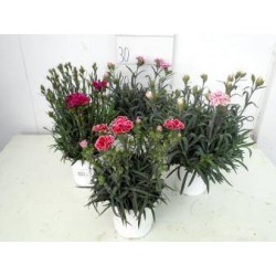OEILLET des Fleuristes P13