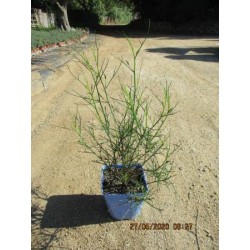 ALYOGYNE hakeifolia C2.5L-C