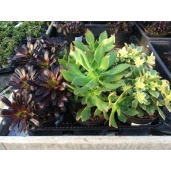 AEONIUM assorti P14