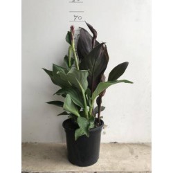 CANNA Trio C4L