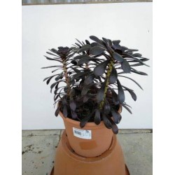 AEONIUM arboreum...