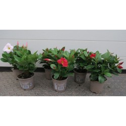 DIPLADENIA Sundaville® FF...