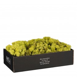 Lichen  Vert Clair En...