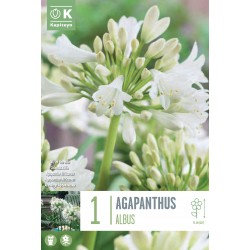 KAPITEYN VARIETY...