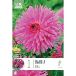 KAPITEYN VARIETY...