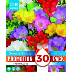 KAPITEYN PROMOTION...