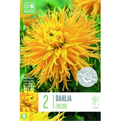 KAPITEYN PREMIUM-DAHLIA...