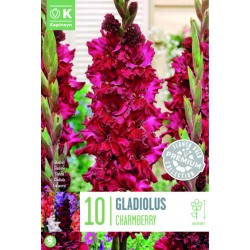 KAPITEYN PREMIUM-GLADIOLUS...